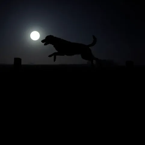 Co zrobić gdy pies ucieka przez ogrodzenie