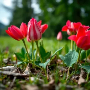 Wzory układania desek podłogowych